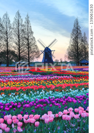 曙山農業公園的黎明時分,風車和鬱金香花田盡收眼底。 曙山農業公園的黎明時分,風車和鬱金香花田盡收眼底。 139061630