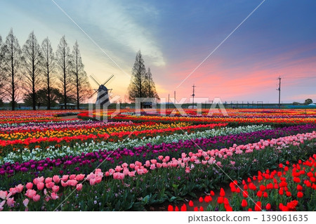 Windmills and tulip fields at dawn in Akebonoyama Agricultural Park Windmills and tulip fields at dawn in Akebonoyama Agricultural Park 139061635