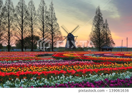 Windmills and tulip fields at dawn in Akebonoyama Agricultural Park 139061636