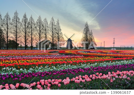 Windmills and tulip fields at dawn in Akebonoyama Agricultural Park Windmills and tulip fields at dawn in Akebonoyama Agricultural Park 139061637