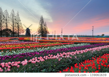 Windmills and tulip fields at dawn in Akebonoyama Agricultural Park Windmills and tulip fields at dawn in Akebonoyama Agricultural Park 139061639