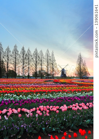 Windmills and tulip fields at dawn in Akebonoyama Agricultural Park Windmills and tulip fields at dawn in Akebonoyama Agricultural Park 139061641