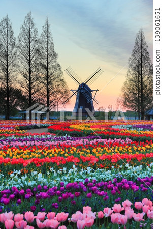 Windmills and tulip fields at dawn in Akebonoyama Agricultural Park Windmills and tulip fields at dawn in Akebonoyama Agricultural Park 139061651