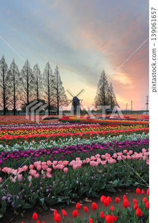 Windmills and tulip fields at dawn in Akebonoyama Agricultural Park Windmills and tulip fields at dawn in Akebonoyama Agricultural Park 139061657