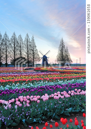 Windmills and tulip fields at dawn in Akebonoyama Agricultural Park 139061658