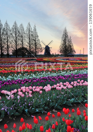 Windmills and tulip fields at dawn in Akebonoyama Agricultural Park Windmills and tulip fields at dawn in Akebonoyama Agricultural Park 139061659