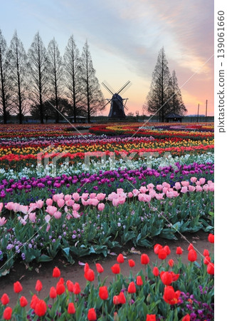 Windmills and tulip fields at dawn in Akebonoyama Agricultural Park Windmills and tulip fields at dawn in Akebonoyama Agricultural Park 139061660