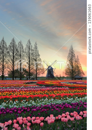 Windmills and tulip fields at dawn in Akebonoyama Agricultural Park 139061663