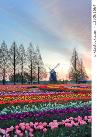Windmills and tulip fields at dawn in Akebonoyama Agricultural Park Windmills and tulip fields at dawn in Akebonoyama Agricultural Park 139061664