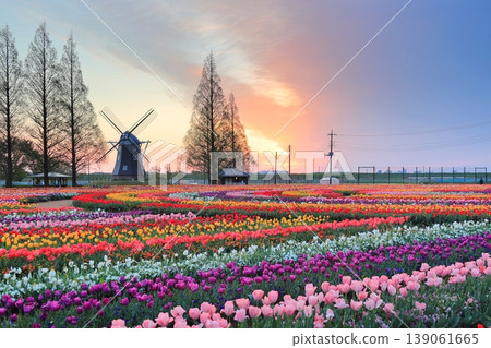 Windmills and tulip fields at dawn in Akebonoyama Agricultural Park Windmills and tulip fields at dawn in Akebonoyama Agricultural Park 139061665