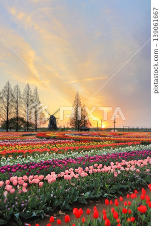 Windmills and tulip fields at dawn in Akebonoyama Agricultural Park Windmills and tulip fields at dawn in Akebonoyama Agricultural Park 139061667