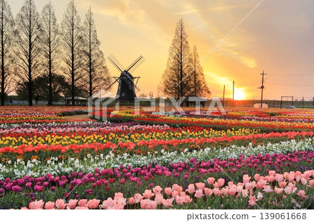 Windmills and tulip fields at dawn in Akebonoyama Agricultural Park 139061668