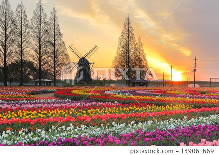 Windmills and tulip fields at dawn in Akebonoyama Agricultural Park Windmills and tulip fields at dawn in Akebonoyama Agricultural Park 139061669