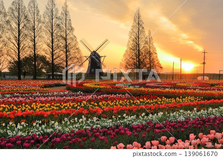 Windmills and tulip fields at dawn in Akebonoyama Agricultural Park Windmills and tulip fields at dawn in Akebonoyama Agricultural Park 139061670