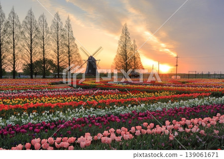 Windmills and tulip fields at dawn in Akebonoyama Agricultural Park 139061671