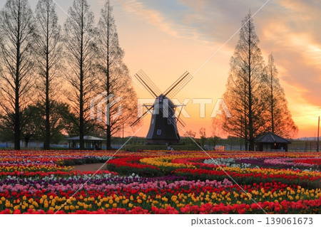 Windmills and tulip fields at dawn in Akebonoyama Agricultural Park 139061673