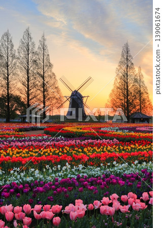 Windmills and tulip fields at dawn in Akebonoyama Agricultural Park Windmills and tulip fields at dawn in Akebonoyama Agricultural Park 139061674