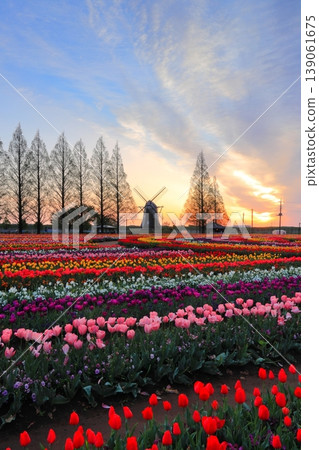 Windmills and tulip fields at dawn in Akebonoyama Agricultural Park 139061675