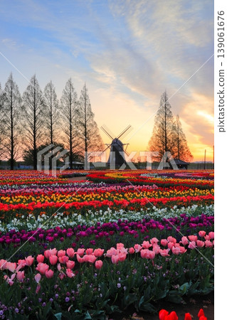 Windmills and tulip fields at dawn in Akebonoyama Agricultural Park 139061676