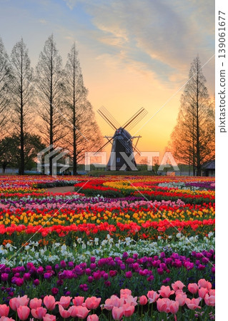 Windmills and tulip fields at dawn in Akebonoyama Agricultural Park Windmills and tulip fields at dawn in Akebonoyama Agricultural Park 139061677
