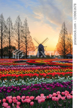 Windmills and tulip fields at dawn in Akebonoyama Agricultural Park 139061678