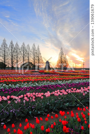 Windmills and tulip fields at dawn in Akebonoyama Agricultural Park Windmills and tulip fields at dawn in Akebonoyama Agricultural Park 139061679