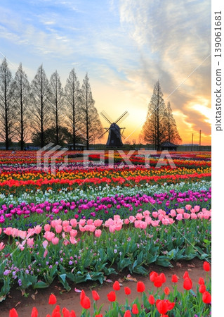 Windmills and tulip fields at dawn in Akebonoyama Agricultural Park Windmills and tulip fields at dawn in Akebonoyama Agricultural Park 139061681