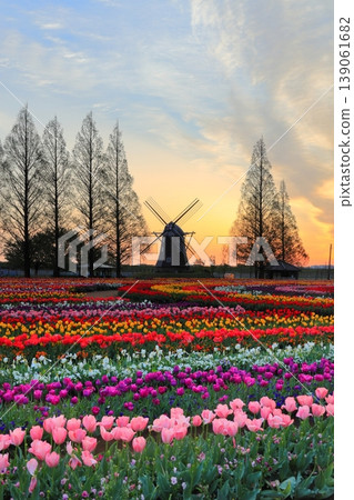 Windmills and tulip fields at dawn in Akebonoyama Agricultural Park Windmills and tulip fields at dawn in Akebonoyama Agricultural Park 139061682
