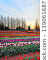 Windmills and tulip fields at dawn in Akebonoyama Agricultural Park 139061687
