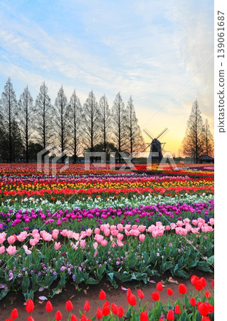 曙山農業公園的黎明時分,風車和鬱金香花田盡收眼底。 曙山農業公園的黎明時分,風車和鬱金香花田盡收眼底。 139061687