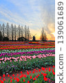 Windmills and tulip fields at dawn in Akebonoyama Agricultural Park 139061689