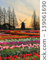 Windmills and tulip fields at dawn in Akebonoyama Agricultural Park 139061690