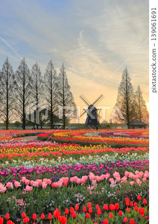 Windmills and tulip fields at dawn in Akebonoyama Agricultural Park 139061691