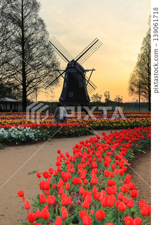 Dawn at Akebonoyama Agricultural Park: Tulip Fields 139061718
