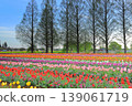 Dawn at Akebonoyama Agricultural Park: Tulip Fields 139061719