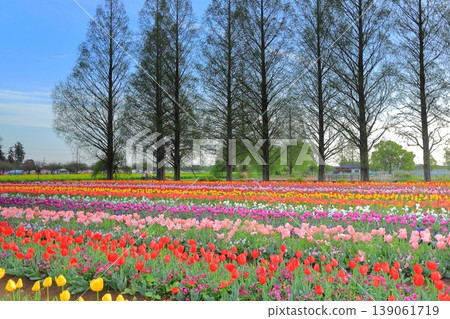 曙山農業公園的黎明:鬱金香花田 曙山農業公園的黎明:鬱金香花田 139061719