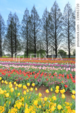Dawn at Akebonoyama Agricultural Park: Tulip Fields Dawn at Akebonoyama Agricultural Park: Tulip Fields 139061720