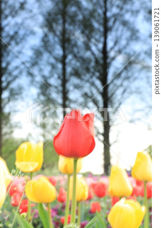 Dawn at Akebonoyama Agricultural Park: Tulip Fields Dawn at Akebonoyama Agricultural Park: Tulip Fields 139061721