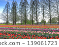 Dawn at Akebonoyama Agricultural Park: Tulip Fields 139061723