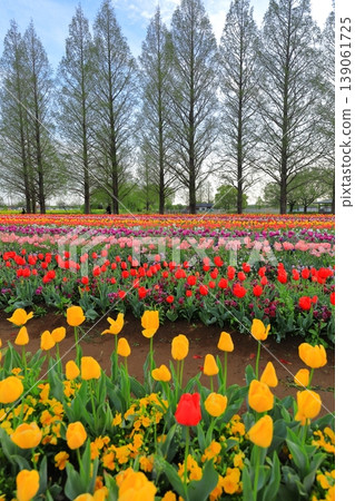 Dawn at Akebonoyama Agricultural Park: Tulip Fields Dawn at Akebonoyama Agricultural Park: Tulip Fields 139061725