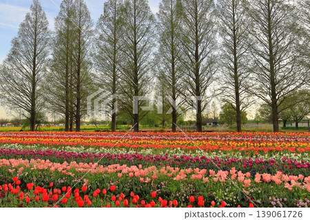 Dawn at Akebonoyama Agricultural Park: Tulip Fields Dawn at Akebonoyama Agricultural Park: Tulip Fields 139061726