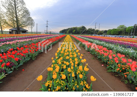 Dawn at Akebonoyama Agricultural Park: Tulip Fields Dawn at Akebonoyama Agricultural Park: Tulip Fields 139061727