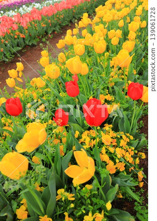 Dawn at Akebonoyama Agricultural Park: Tulip Fields Dawn at Akebonoyama Agricultural Park: Tulip Fields 139061728