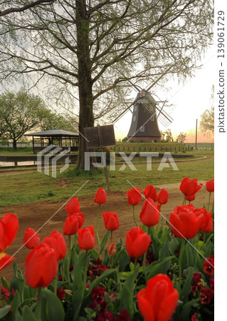 Dawn at Akebonoyama Agricultural Park: Tulip Fields 139061729