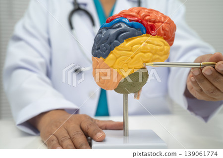 Asian doctor holding brain anatomy model. 139061774