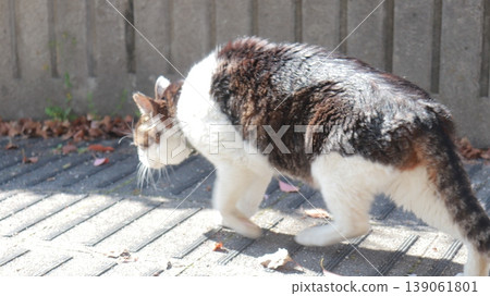 A sunny day cat A sunny day cat 139061801