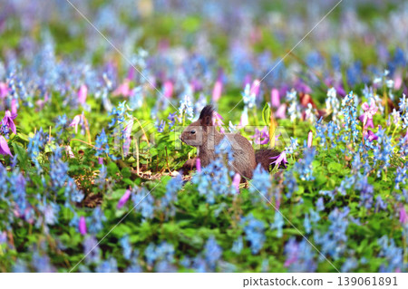 Hokkaido squirrel standing in the flower garden Hokkaido squirrel standing in the flower garden 139061891