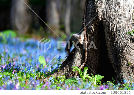 A Hokkaido squirrel looking at flowers from a tree. A Hokkaido squirrel looking at flowers from a tree. 139061895