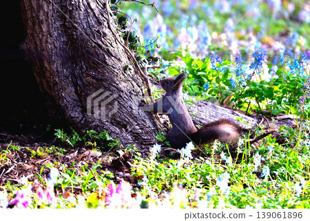 Should I climb a tree and take a look? Should I climb a tree and take a look? 139061896