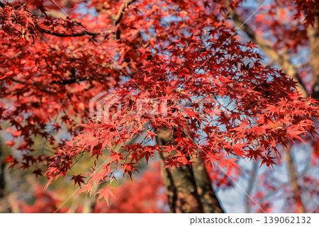 Vibrant Red Maple Leaves in Japanese Autumn Landscape Nov 27 2025 Vibrant Red Maple Leaves in Japanese Autumn Landscape Nov 27 2025 139062132
